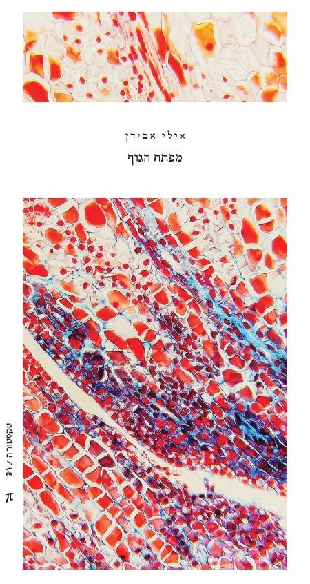 מפתח הגוף